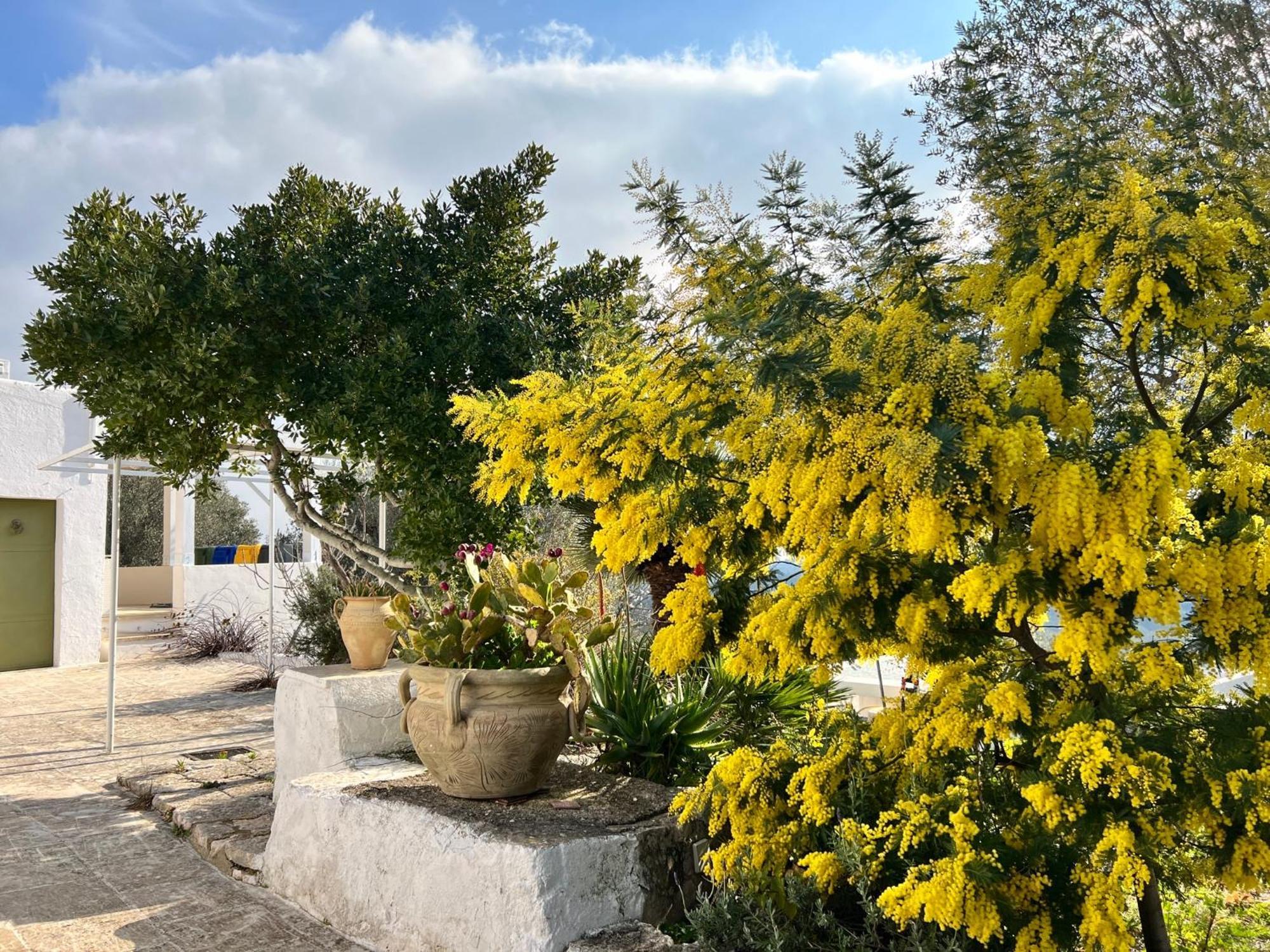 Готель Syconium Trullo And Lamia Gea Charme And History Остуні Екстер'єр фото